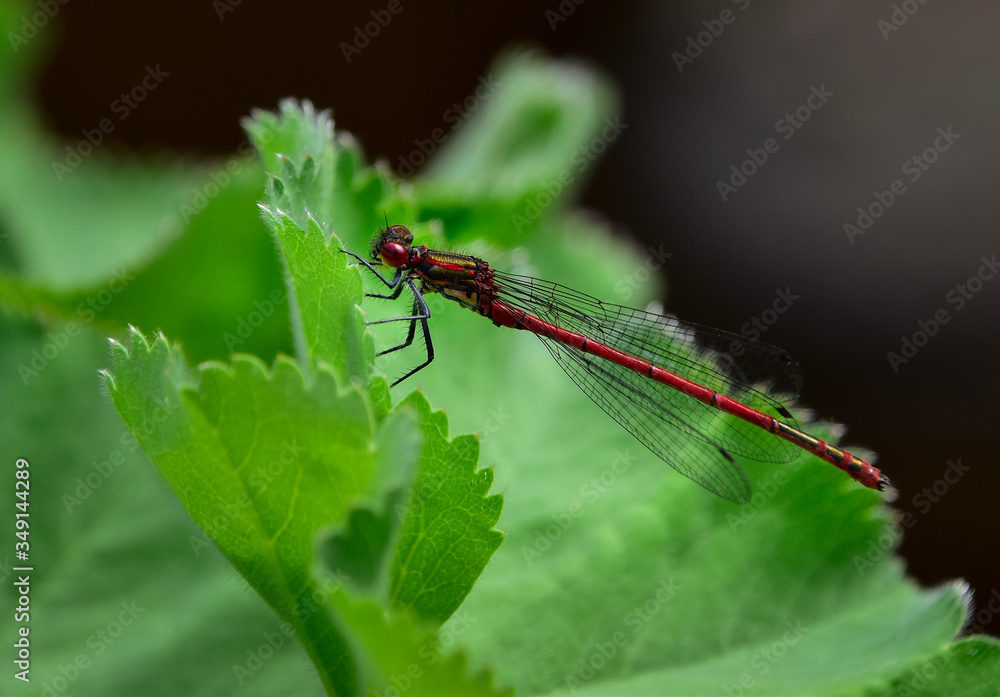 Red ruddy darter dragonfly (Sympetrum sanguineum) on water plant green leaf in garden Red ruddy darter dragonfly (Sympetrum sanguineum) on water plant green leaf in garden