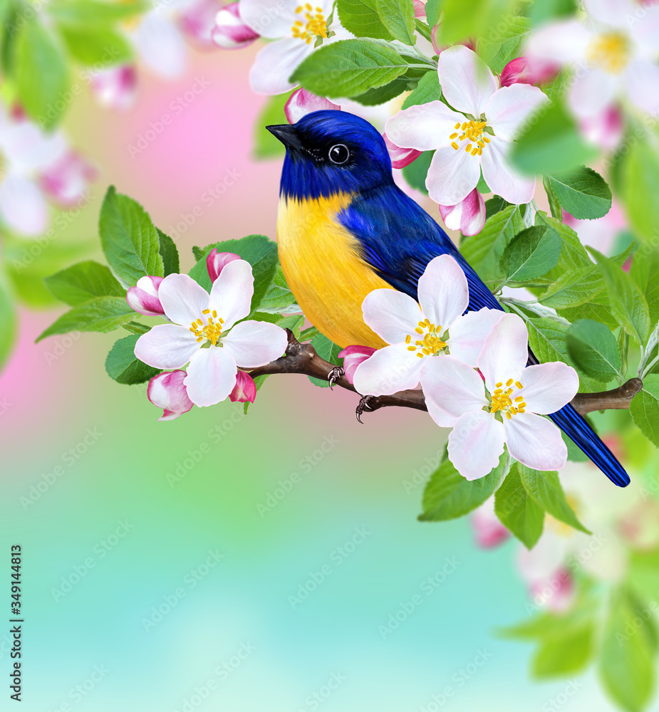 bird tit sits on a branch of a blossoming apple tree, white spring flowers, buds, macro, blurred background, soft focus, Easter festive sunny day bird tit sits on a branch of a blossoming apple tree, white spring flowers, buds, macro, blurred background, soft focus, Easter festive sunny day