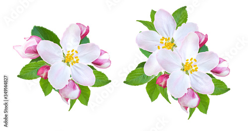 Blossoming branch of pink apple tree  inflorescence  green foliage  first spring flowers  isolated on white background