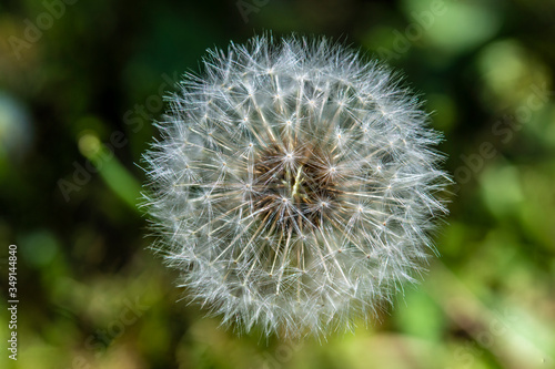 Dandelion seeds in fresh green background