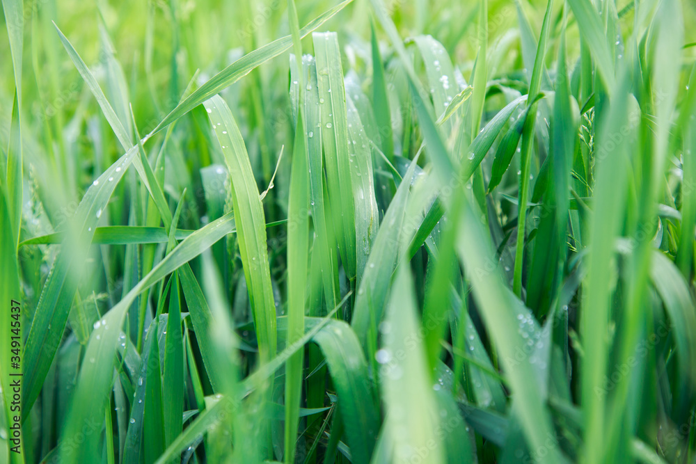 Obraz premium Lush green grass. Spring background. Drops of dew on the leaves. Copy space. Fresh bright texture.