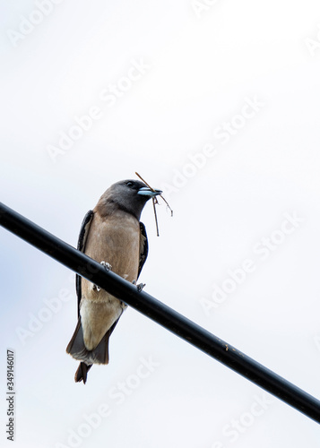 Ashy woodswallow perching on a wire with some nest building materials in Hua Hin, Thailand. photo