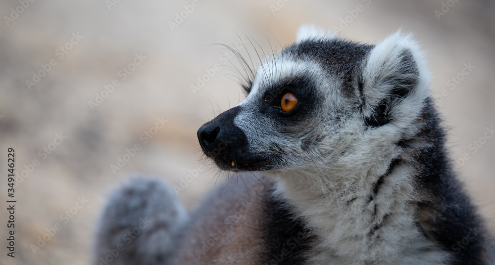 The funny ring-tailed lemurs in their natural environment The funny ring-tailed lemurs in their natural environment
