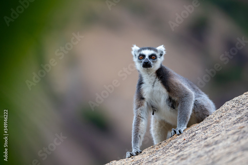 A ring-tailed lemur on a large stone rock