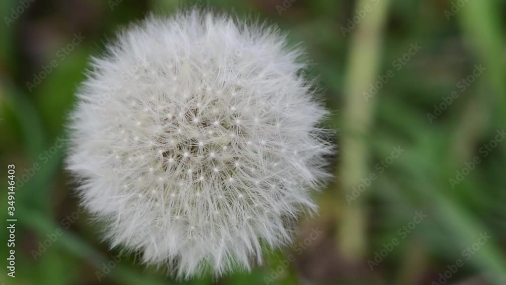 close-up video of a faded dandelion in the spring. close-up video of a faded dandelion in the spring.