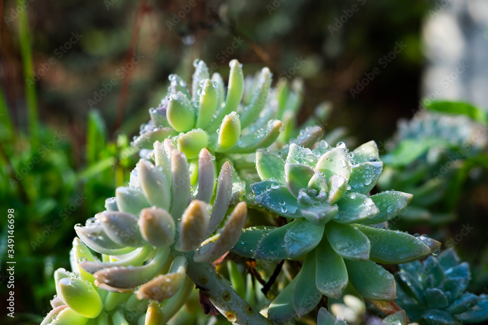 close up of a Succulent plant close up of a Succulent plant
