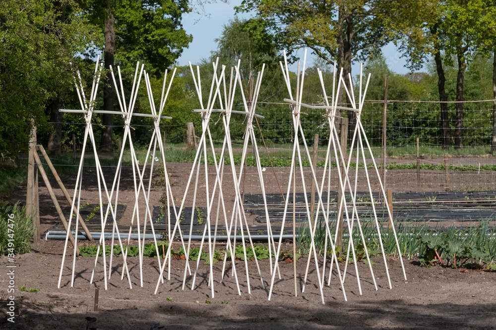 Fototapeta premium Bamboo: a support frame ready for climbing beans and peas in a vegatable garden