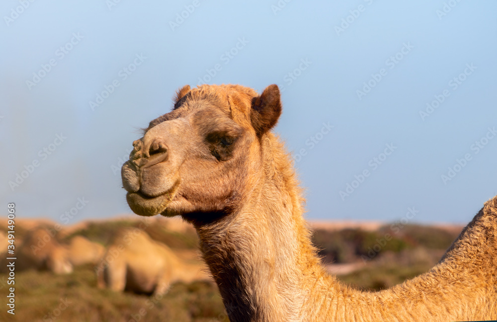Obraz premium African Camel in the Namib desert. Funny close up. Namibia