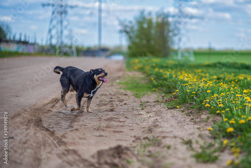 A cheerful dog runs on a green field.