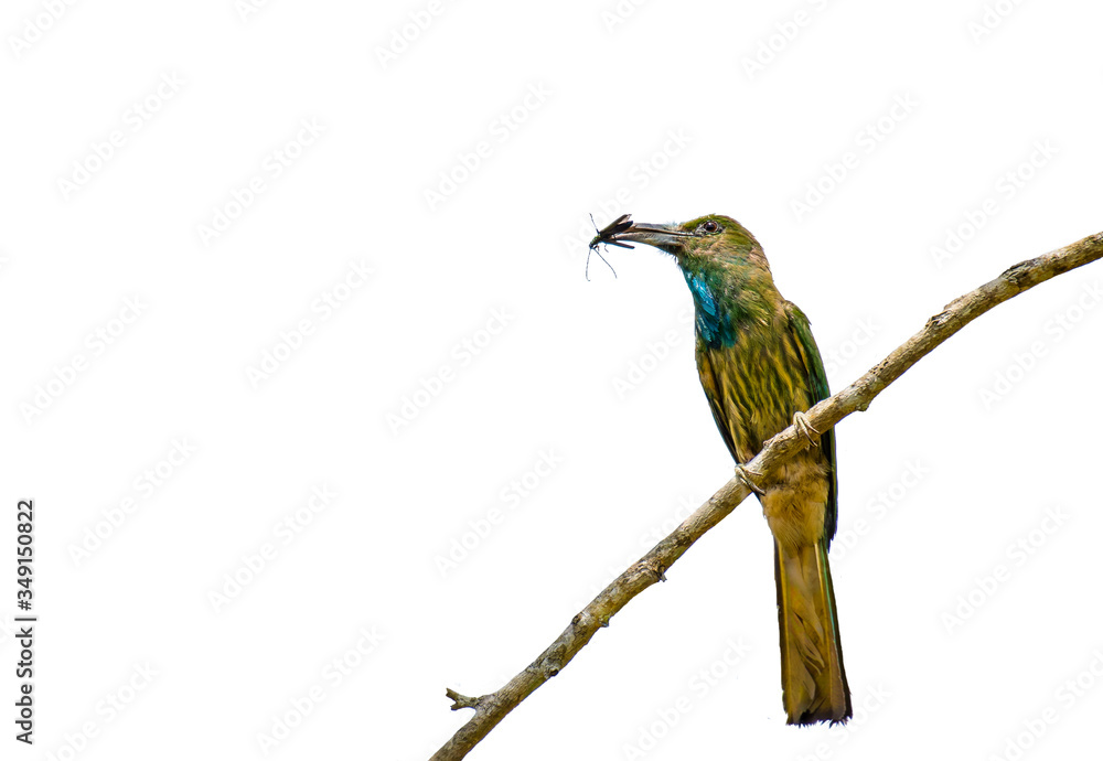 Bee-bearded bee-eater on branch on white background.