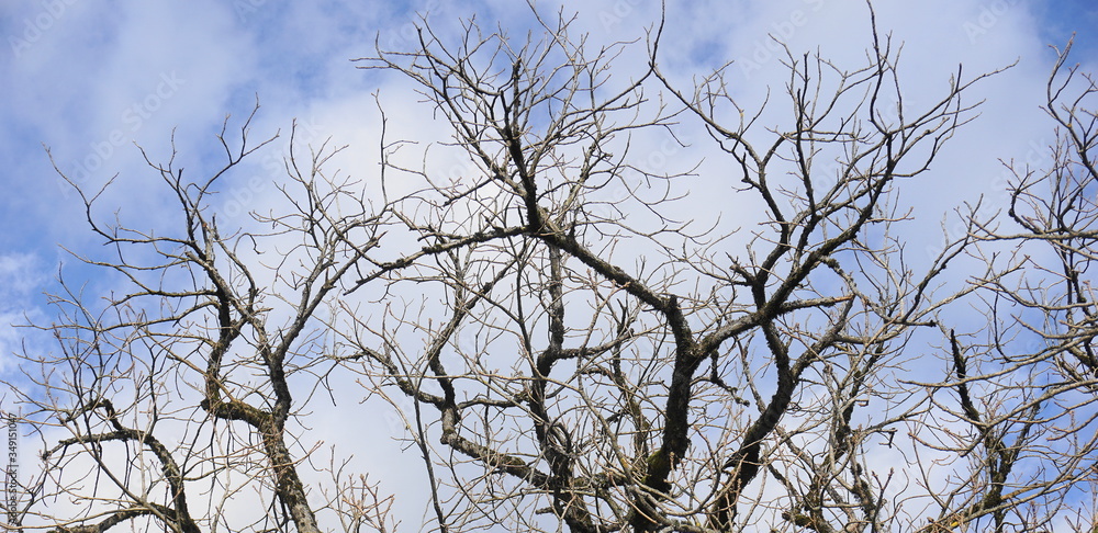 Tree branches without leaves on blue sky with clouds background close up. Tree branches without leaves on blue sky with clouds background close up.