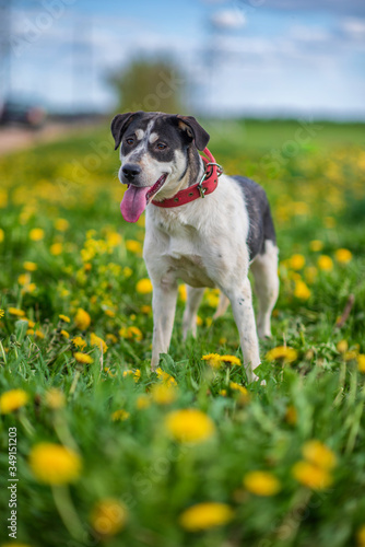 Portrait of a stray dog. Photographed close-up in a meadow.