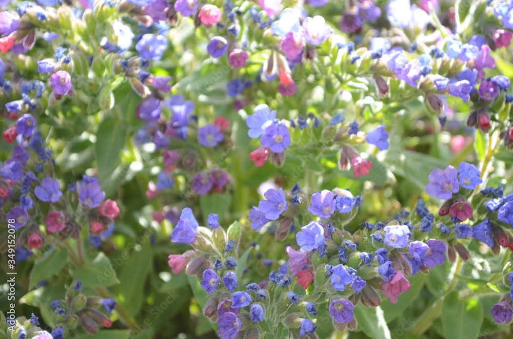 Pulmonaria (lungwort) flowers of different shades of violet in one inflorescence. Honey plant of Ukraine. The first spring flowers. Pulmonaria officinalis. Pulmonaria officinalis bloom Pulmonaria (lungwort) flowers of different shades of violet in one inflorescence. Honey plant of Ukraine. The first spring flowers. Pulmonaria officinalis. Pulmonaria officinalis bloom
