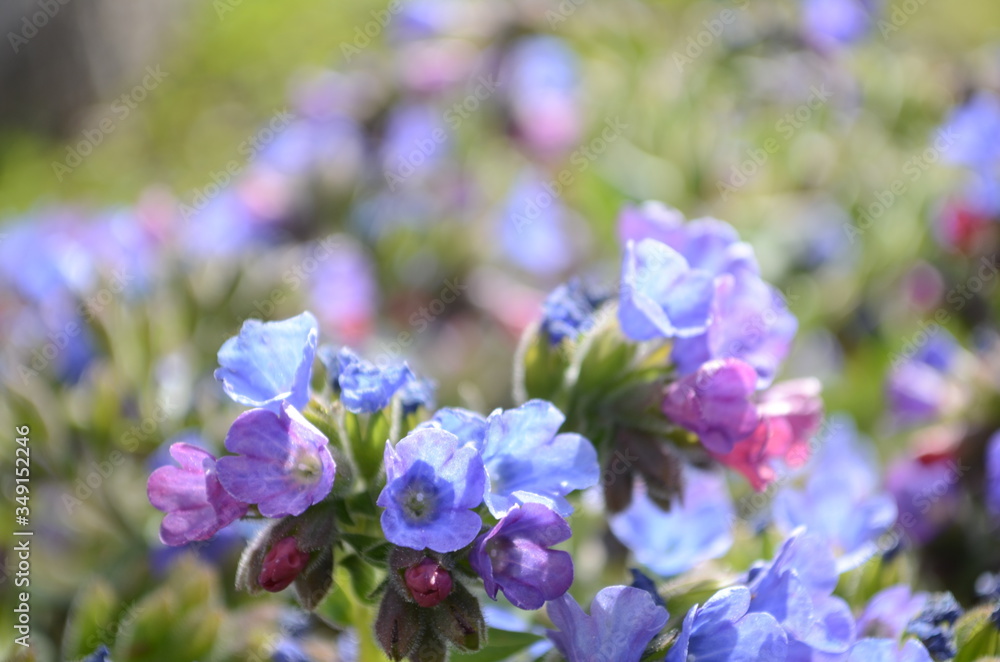 Pulmonaria (lungwort) flowers of different shades of violet in one inflorescence. Honey plant of Ukraine. The first spring flowers. Pulmonaria officinalis. Pulmonaria officinalis bloom Pulmonaria (lungwort) flowers of different shades of violet in one inflorescence. Honey plant of Ukraine. The first spring flowers. Pulmonaria officinalis. Pulmonaria officinalis bloom