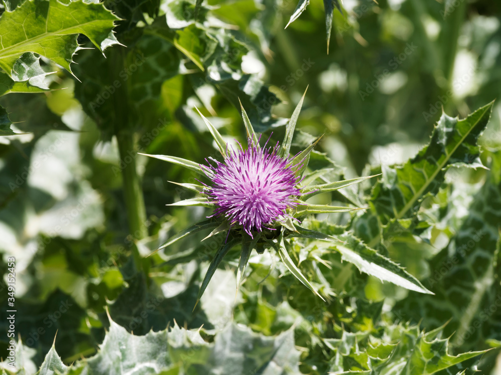 Close up on red-purple flower head of Milk thistle or Marian thistle (Silybum marianum)
Close up on red-purple flower head of Milk thistle or Marian thistle (Silybum marianum)