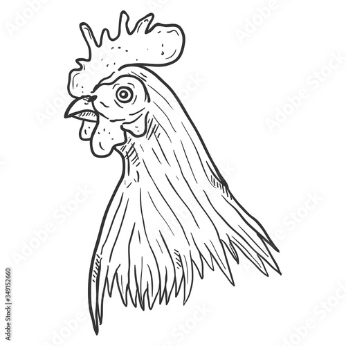 Vector Sketch Rooster Head