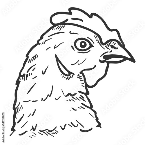 Vector Sketch Illustration of Hens Head