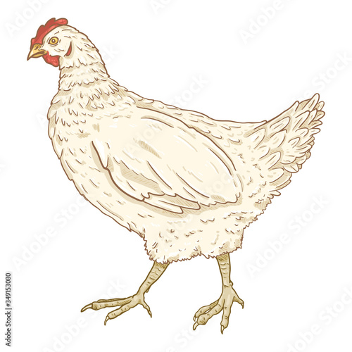Vector Cartoon Hen Illustration