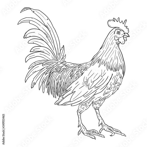 Vector Sketch Rooster.