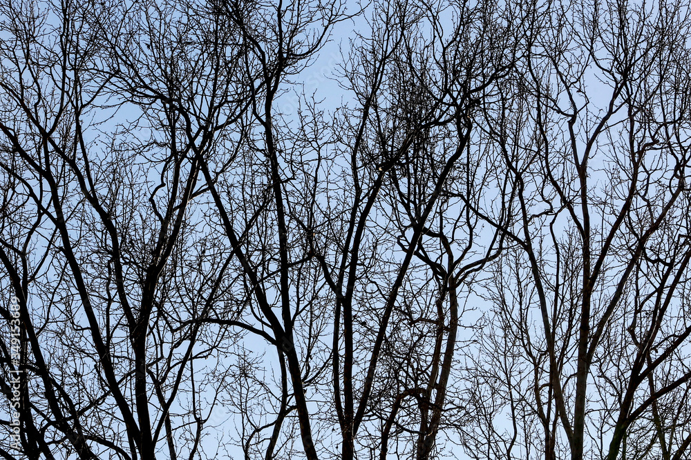 Tree bare branches silhouetted on sky background. Tree bare branches silhouetted on sky background.