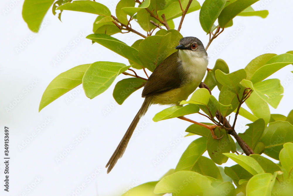 Obraz premium Yellow belly on a branch