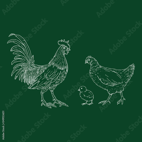 Vector Chalk Set of Poultry Birds. Rooster, Chick and Hen.