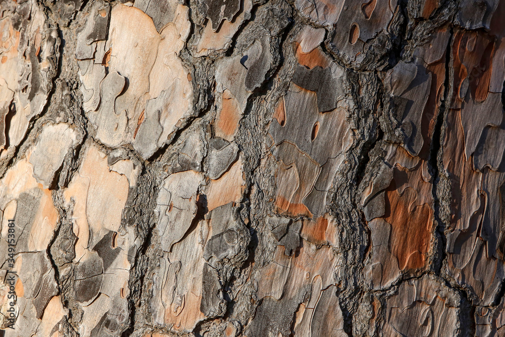 Close up tree bark texture for nature wood background or overlay.. Close up tree bark texture for nature wood background or overlay..