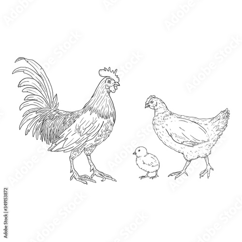 Vector Sketch Set of Poultry Birds. Rooster, Chick and Hen.