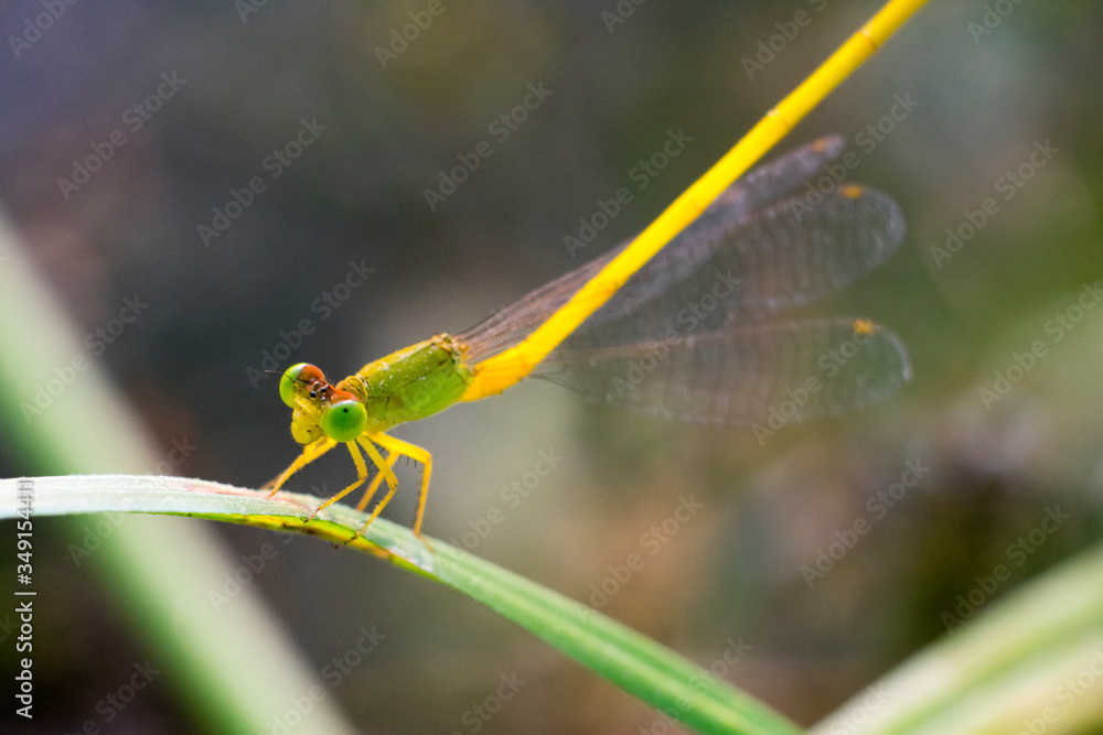 orange yellow black Dragonfly Flying india orange yellow black Dragonfly Flying india