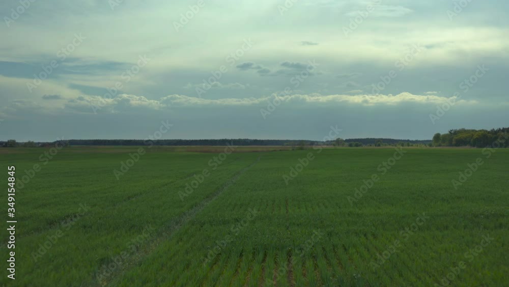 Aerial drone flying over field of winter wheat and countryside at sunny cloudy spring time. Wonderful drone video for ecological concept Aerial drone flying over field of winter wheat and countryside at sunny cloudy spring time. Wonderful drone video for ecological concept