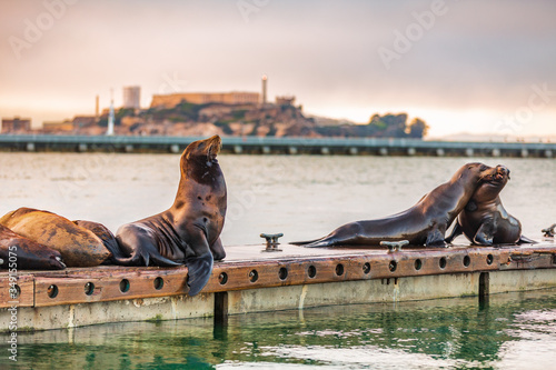 Alcatraz San Francisco bay harbor view of sea lions by the pier. Scenic view of popular tourist attraction in west coast, California, USA.