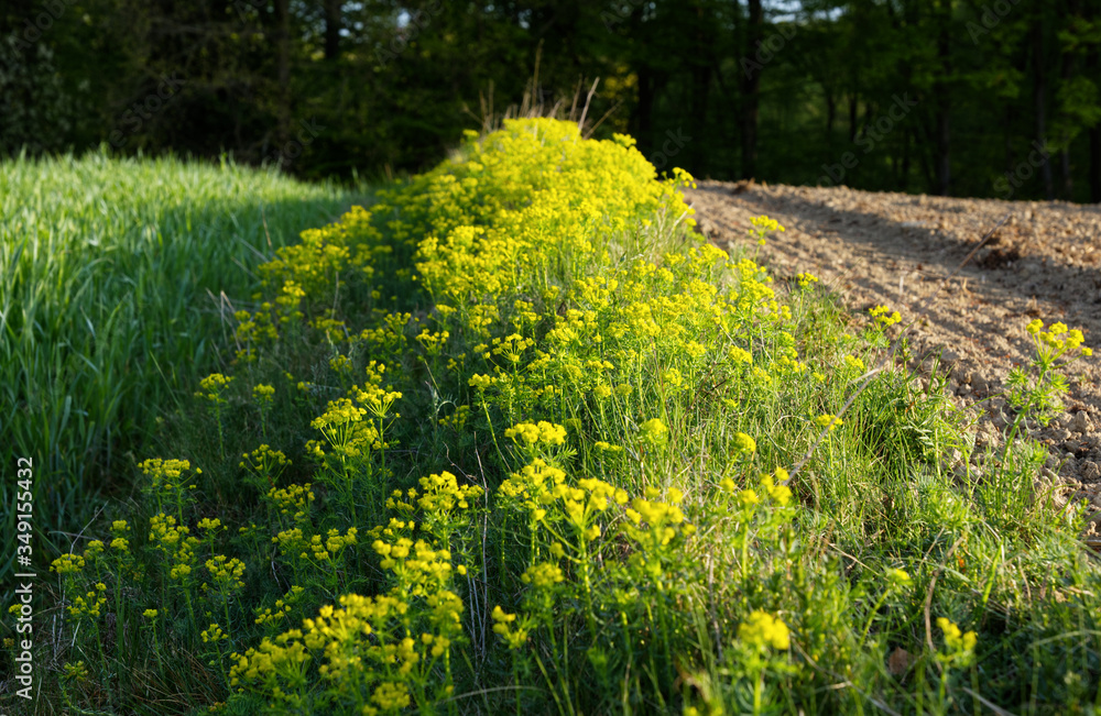 Obraz premium Wilczomlecz sosnka (Euphorbia cyparissias L.) – gatunek rośliny należący do rodziny wilczomleczowatychjest rośliną trującą 