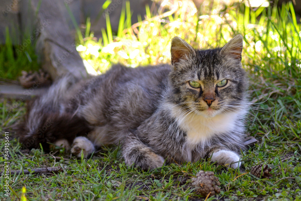 Obraz premium cat on the grass