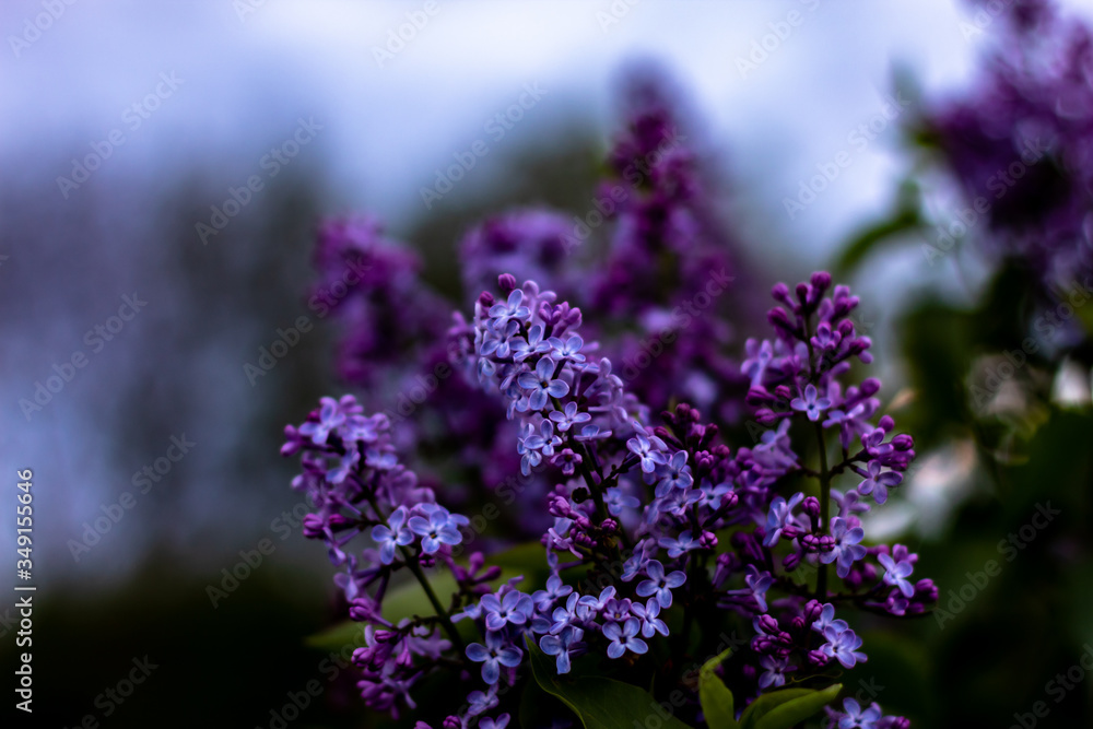 Purple scents of the mesmerizing lilac In the mystery of twilight.