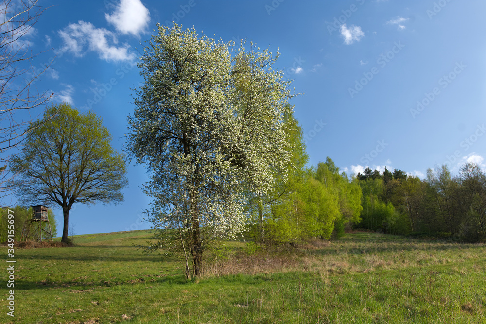 Wiosenna sceneria pól i łąk z kwitnącą dziko rosnącą Gruszą pospolitą (Pyrus communis L.) w roli głównej Wiosenna sceneria pól i łąk z kwitnącą dziko rosnącą Gruszą pospolitą (Pyrus communis L.) w roli głównej
