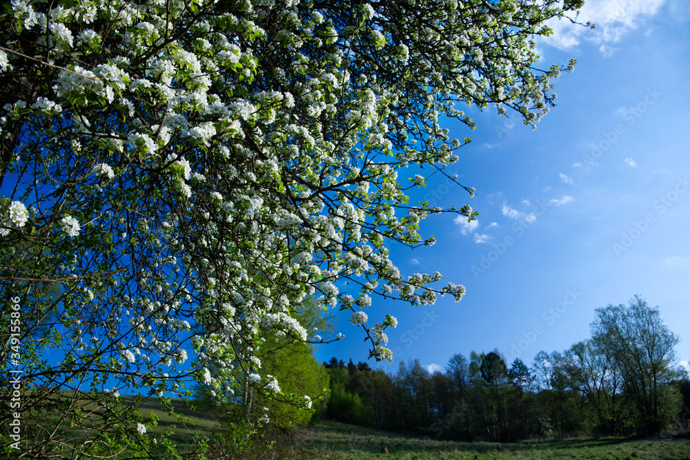Wiosenna sceneria pól i łąk z kwitnącą dziko rosnącą  Gruszą pospolitą  (Pyrus communis L.) w roli głównej - obrazy, fototapety, plakaty 