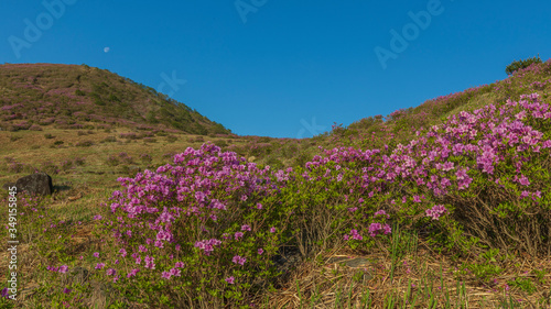 Morning scenery in the mountains where azaleas bloom beautifully