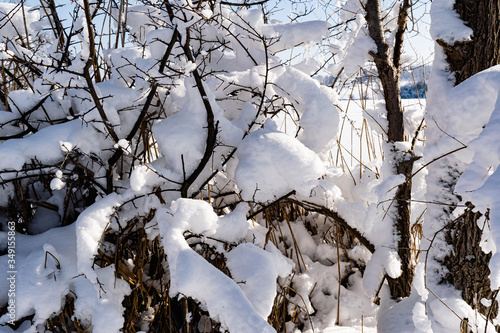 Wallpaper Mural Branches of bushes and trees in winter appearance, without leaves, bare and under a fluffy snow cover and passing through the rays of the sun. Frosty fresh morning in nature Torontodigital.ca