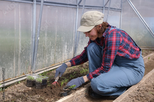 Female gardener plants seedlings in the ground in a greenhouse