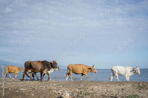 Fototapeta Naklejka Na Ścianę i Meble -  Cows in the beach. Found this moment in Samota Beach, Sumbawa, Indonesia