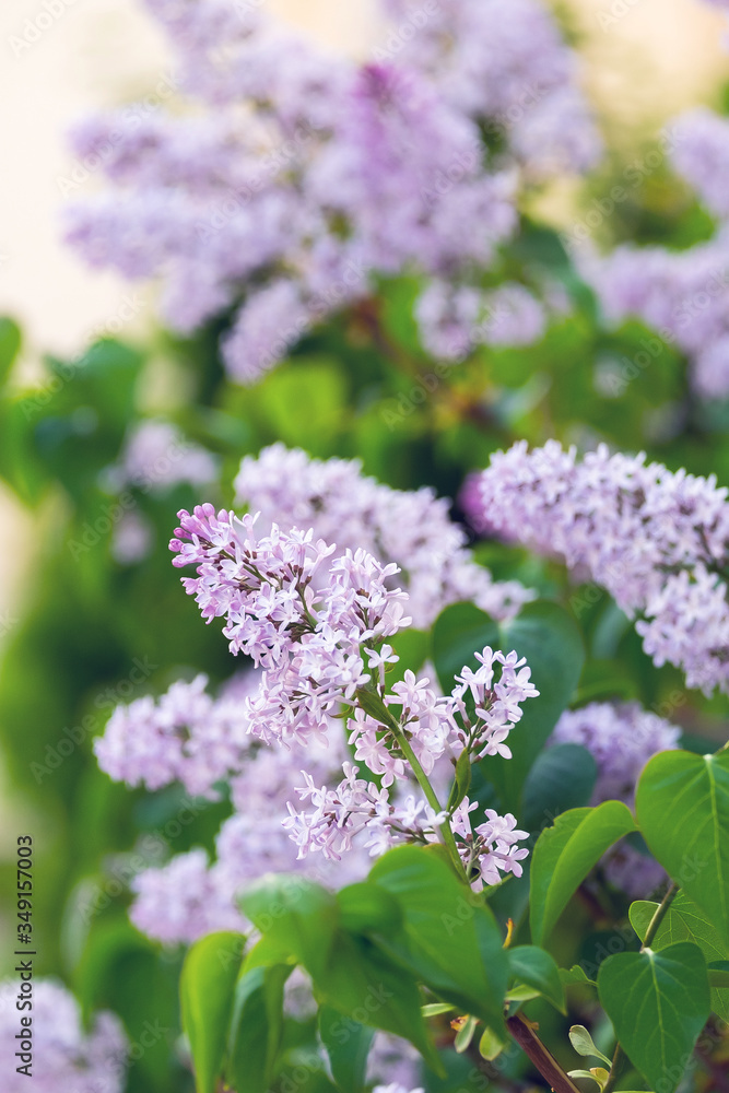 Closeup of a beautiful flowering branch of lilac. Closeup of a beautiful flowering branch of lilac.