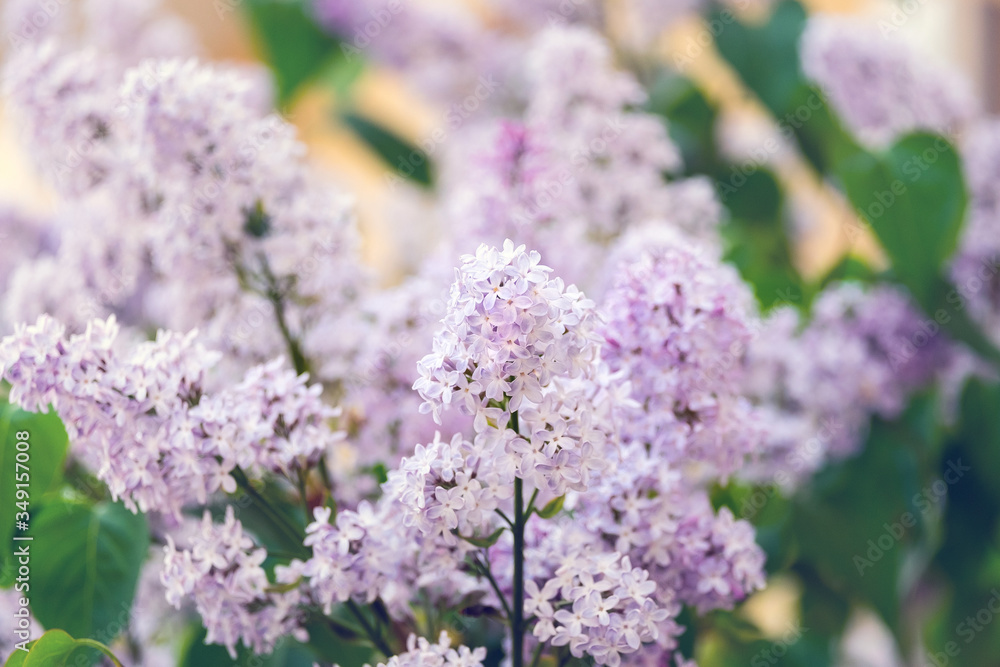 Closeup of a beautiful flowering branch of lilac. Closeup of a beautiful flowering branch of lilac.