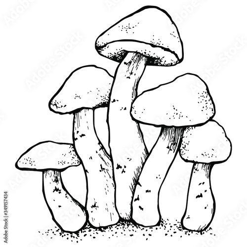 Vector illustration with mushroom on a white background.