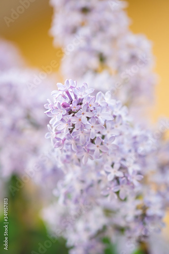 Closeup of a beautiful flowering branch of lilac. © Elena Krivorotova