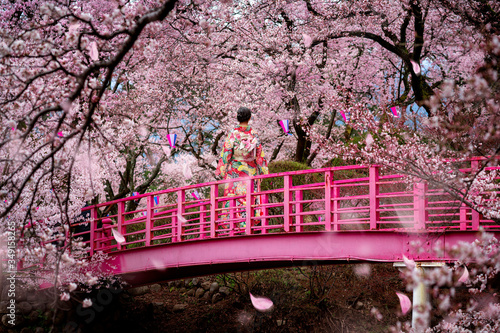 Obraz na plátne traveller girl walk on the wooden bridge in sakura flower garden