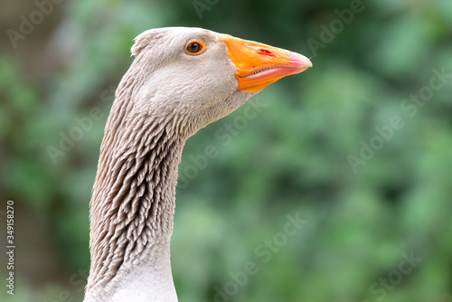 Greylag goose eating in a field on the edge of a lake, with very colorful faces in the foreground looking towards the camera