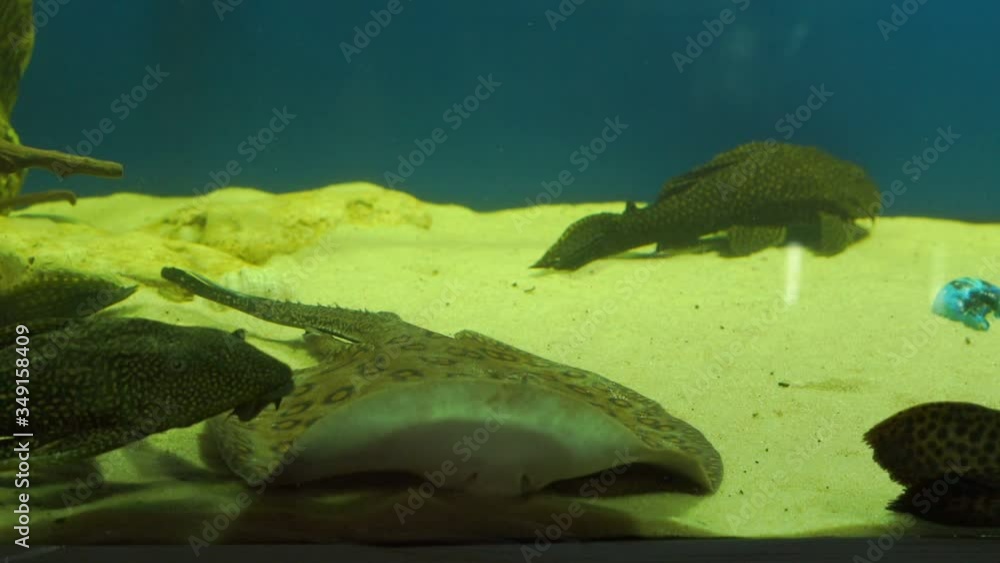grey cramp fish with round spots lies on aquarium sand bottom in clean water against bright blue background close view grey cramp fish with round spots lies on aquarium sand bottom in clean water against bright blue background close view