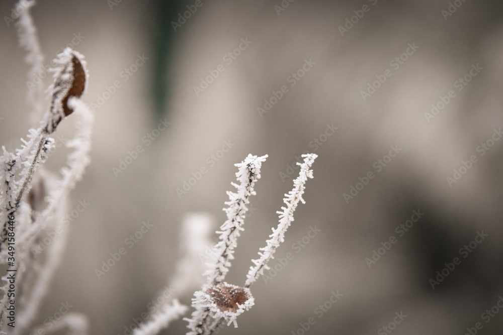 Frozen branches in winter time. This frost make so nice creature. Frozen branches in winter time. This frost make so nice creature.