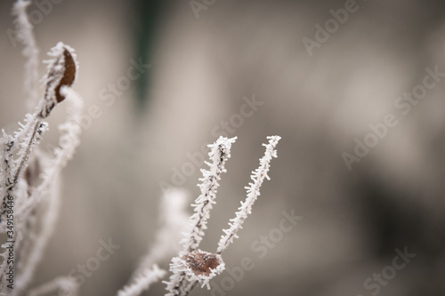 Frozen branches in winter time. This frost make so nice creature.  © doda