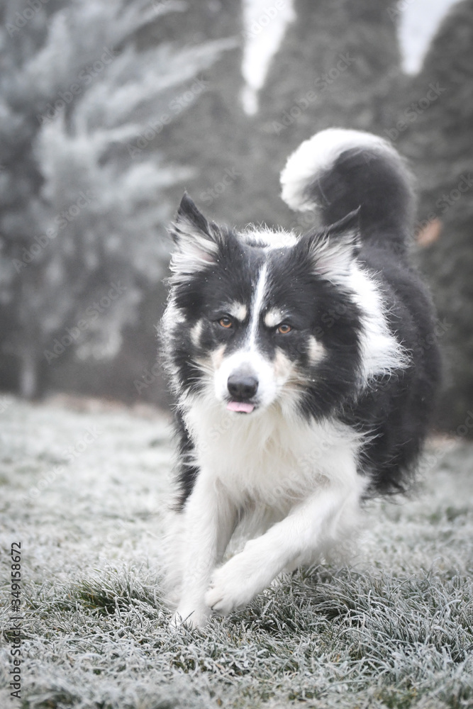 Border collie is running in winter in grass. He is running to his breader.